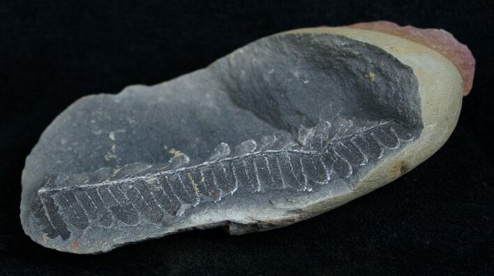Fern Fossil From Mazon Creek - Million Years Old #2160